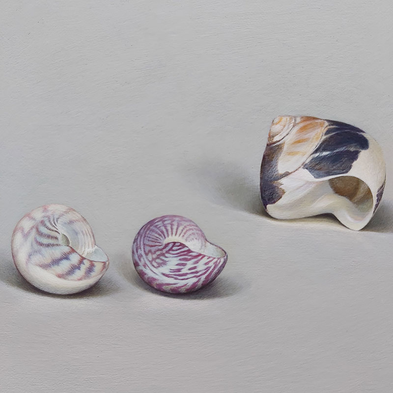 Shell Artwork | Sarah Heppner Fine Artist  Worcester gallery image 3